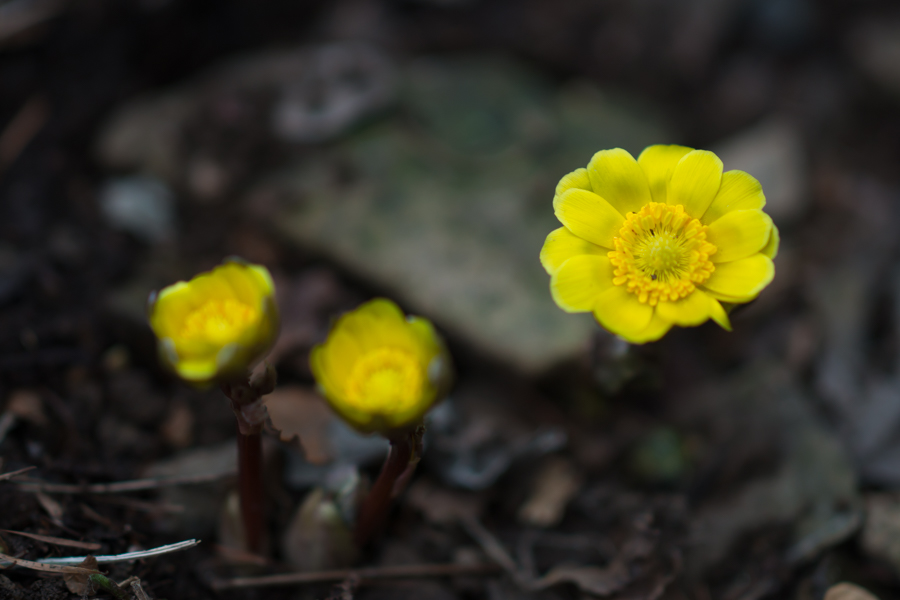 DSC08794.jpg