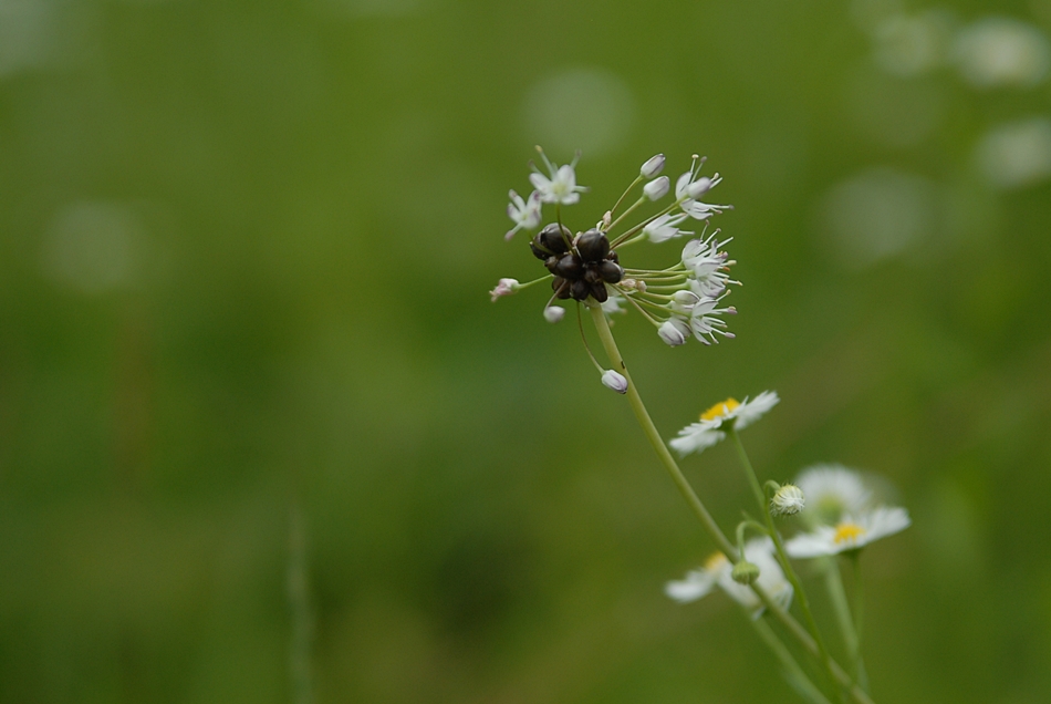 Allium macrostemon4.JPG