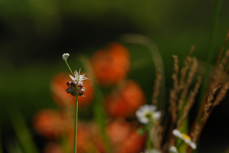 Allium macrostemon2.JPG