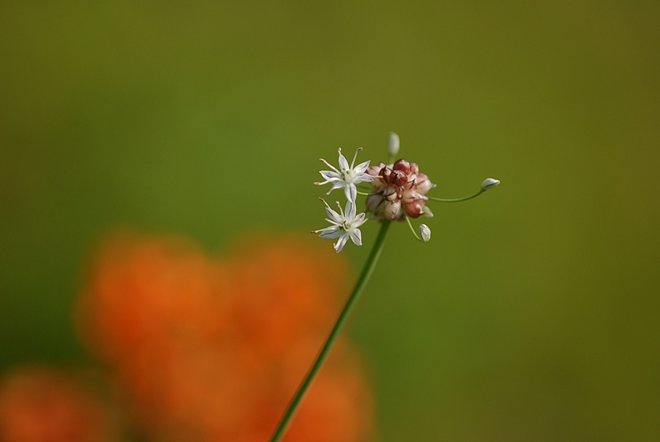 Allium macrostemon1.JPG