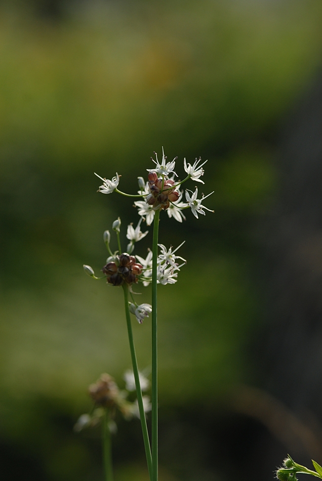 Allium macrostemon3.JPG