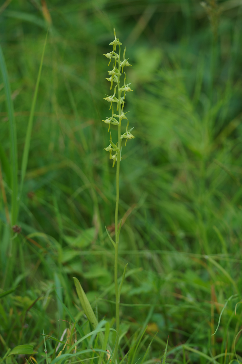 DSC01345.jpg