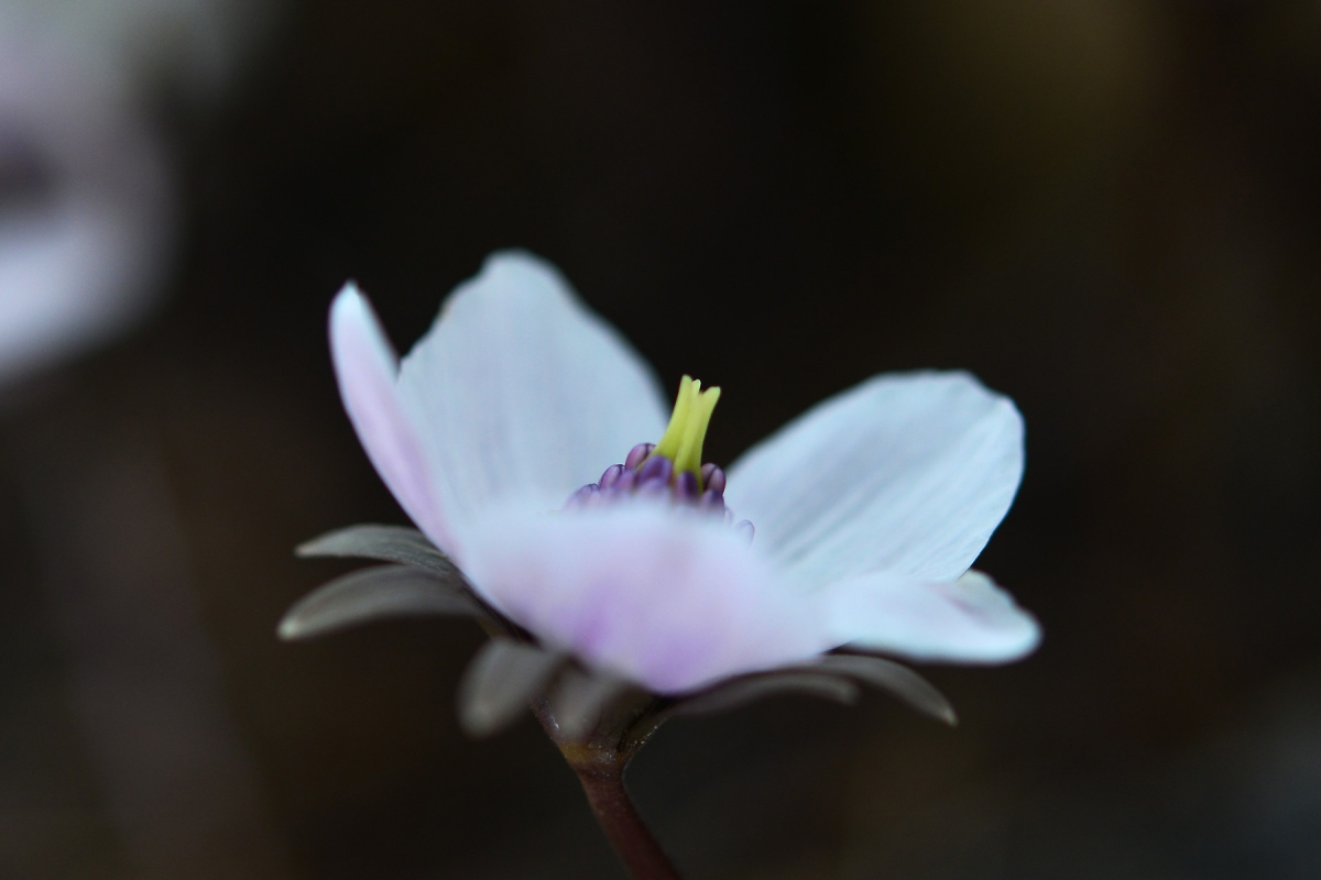 DSC_3754.jpg