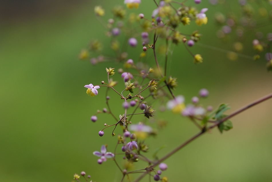 Thalictrum rochebrunianum3.JPG
