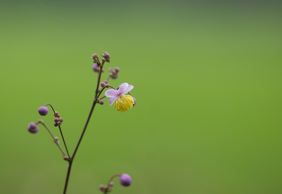 Thalictrum rochebrunianum1.JPG