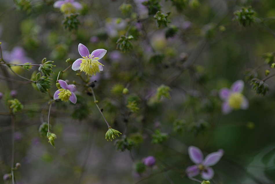 Thalictrum rochebrunianum5.JPG