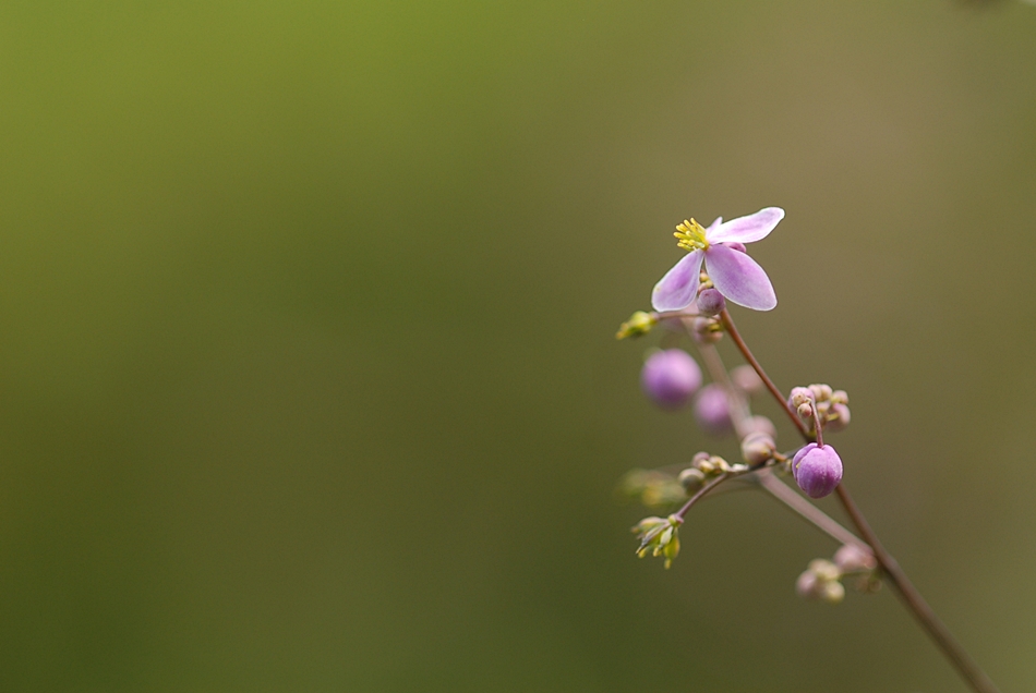 Thalictrum rochebrunianum2.JPG