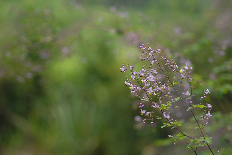 Thalictrum rochebrunianum4.JPG