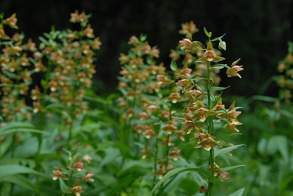 Epipactis thunbergii1.JPG