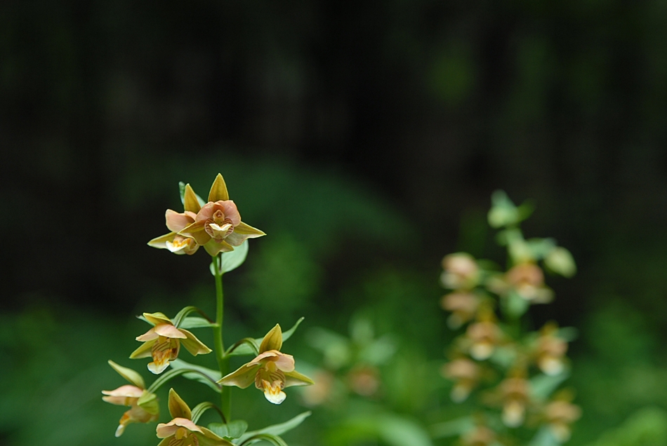 Epipactis thunbergii6.JPG