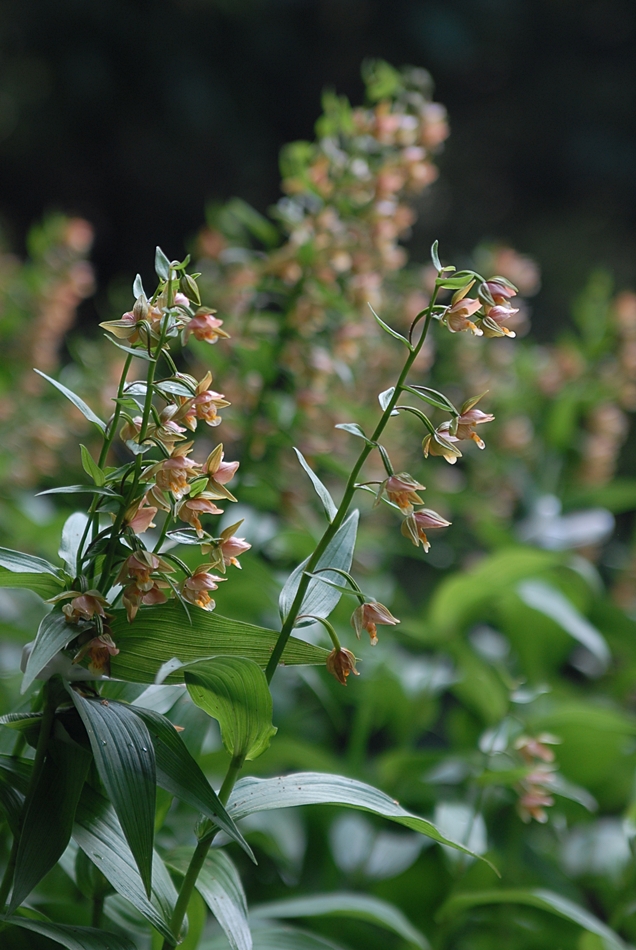 Epipactis thunbergii4.JPG