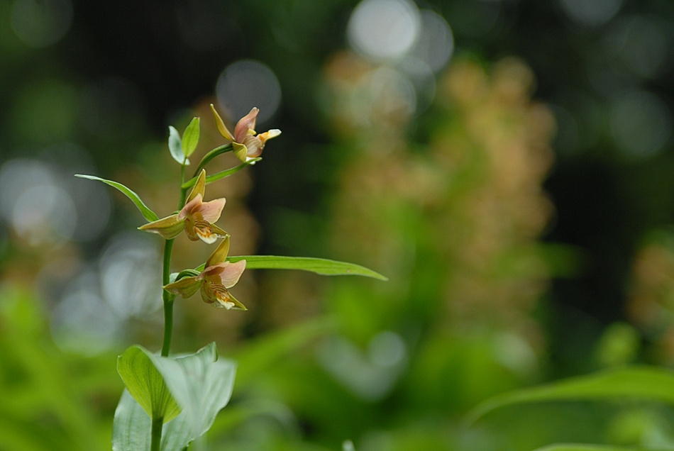 Epipactis thunbergii5.JPG