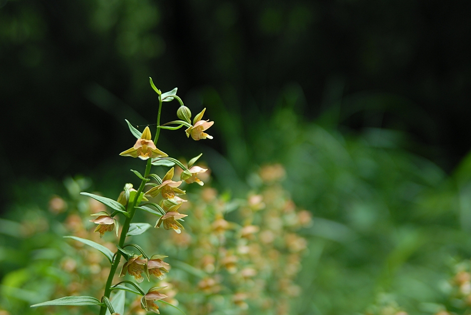 Epipactis thunbergii7.JPG
