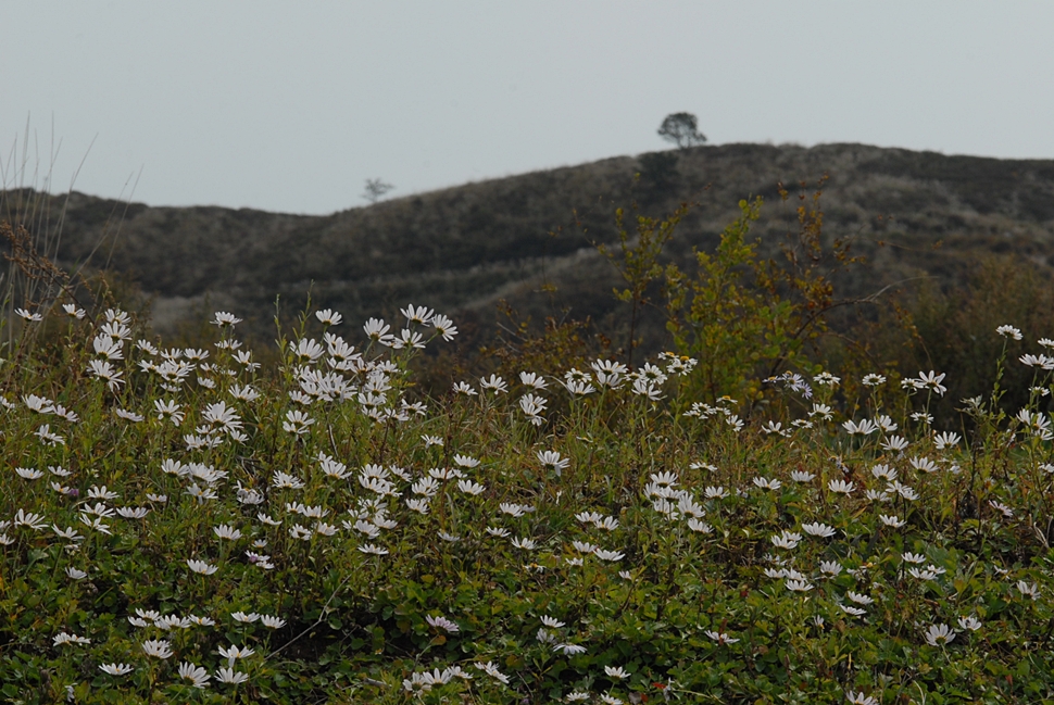 DSC_0145.JPG