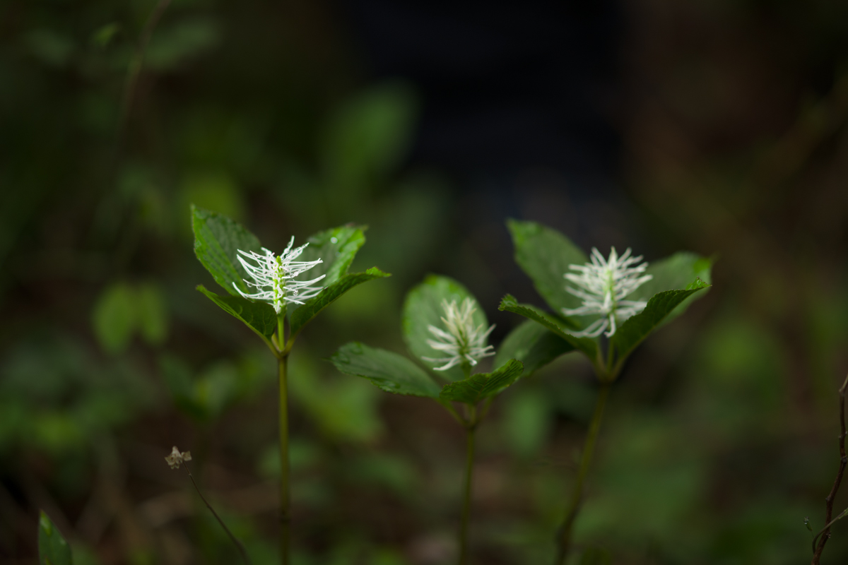 DSC00784.JPG