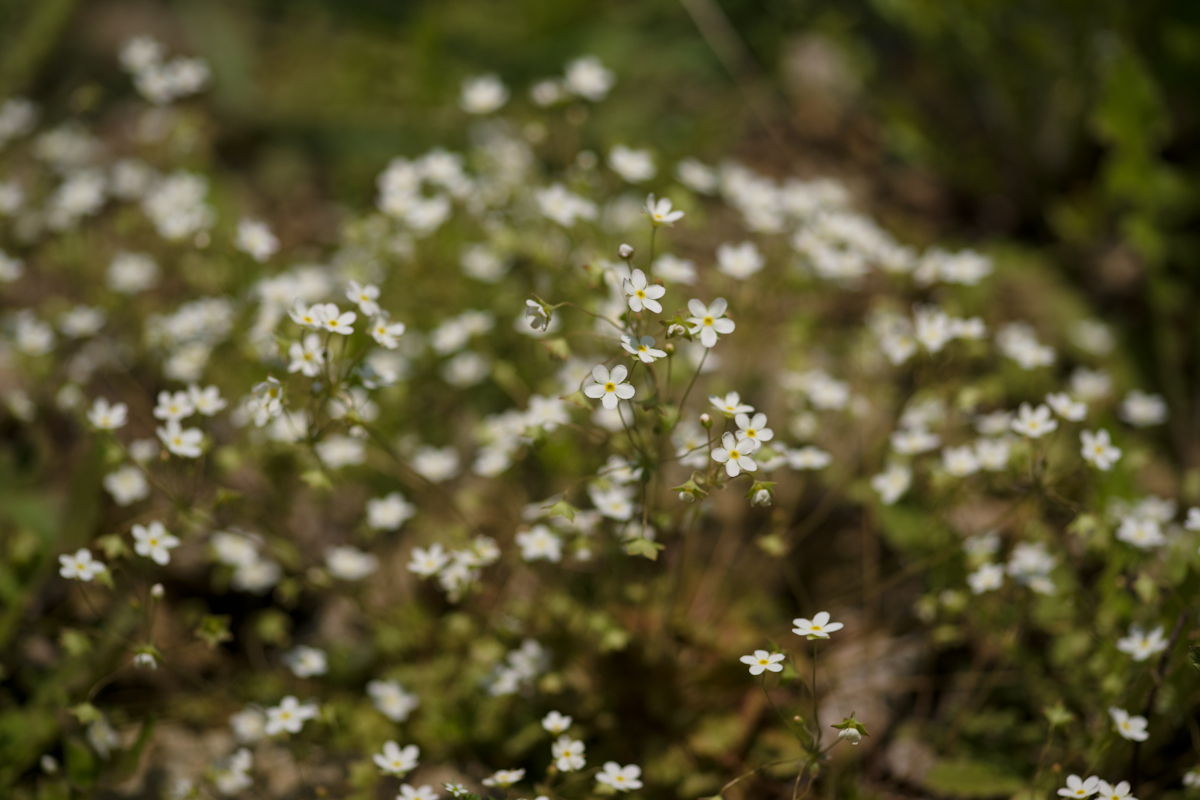 DSC02791.jpg