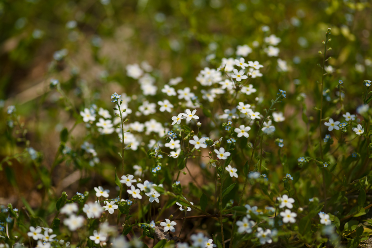 DSC02783.jpg