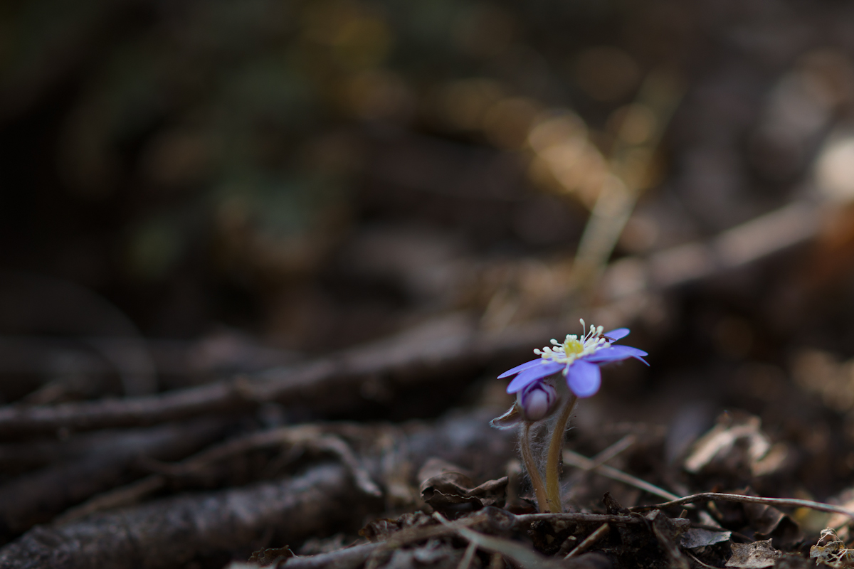 DSC07735.jpg
