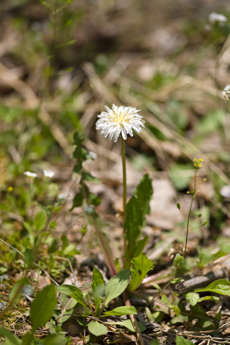 DSC02733.jpg