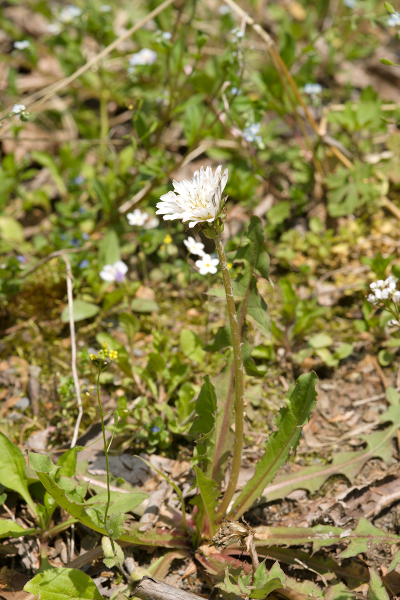 DSC02821.jpg