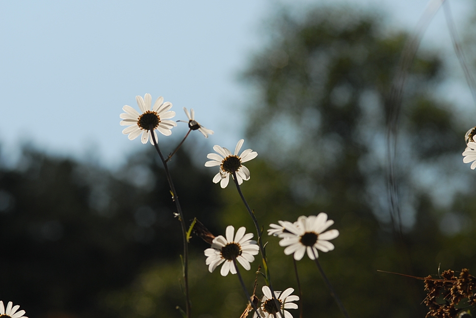 Leucanthemella linearis1.JPG