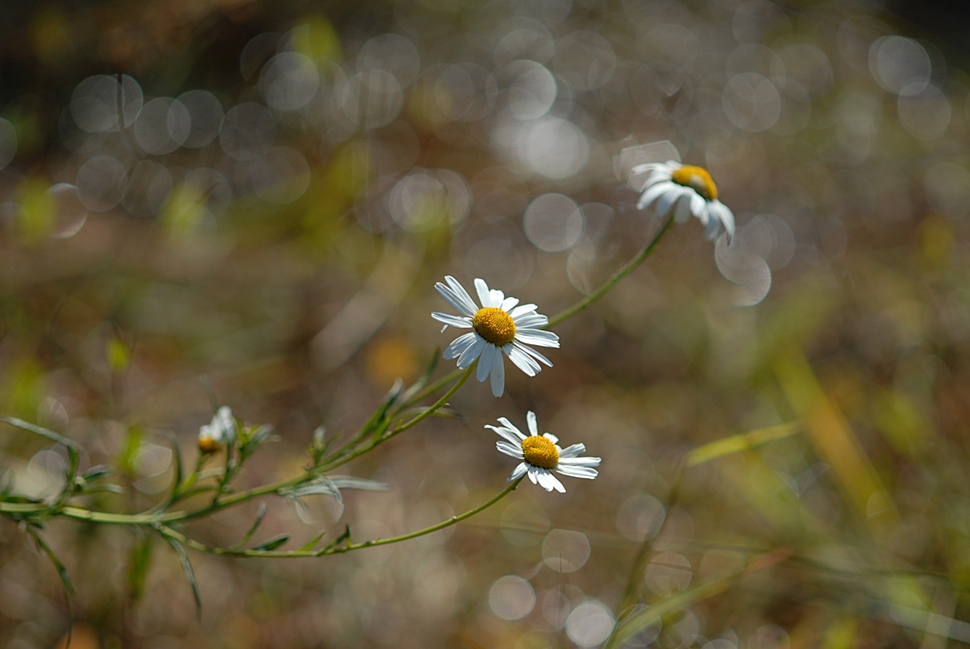 Leucanthemella linearis3.JPG