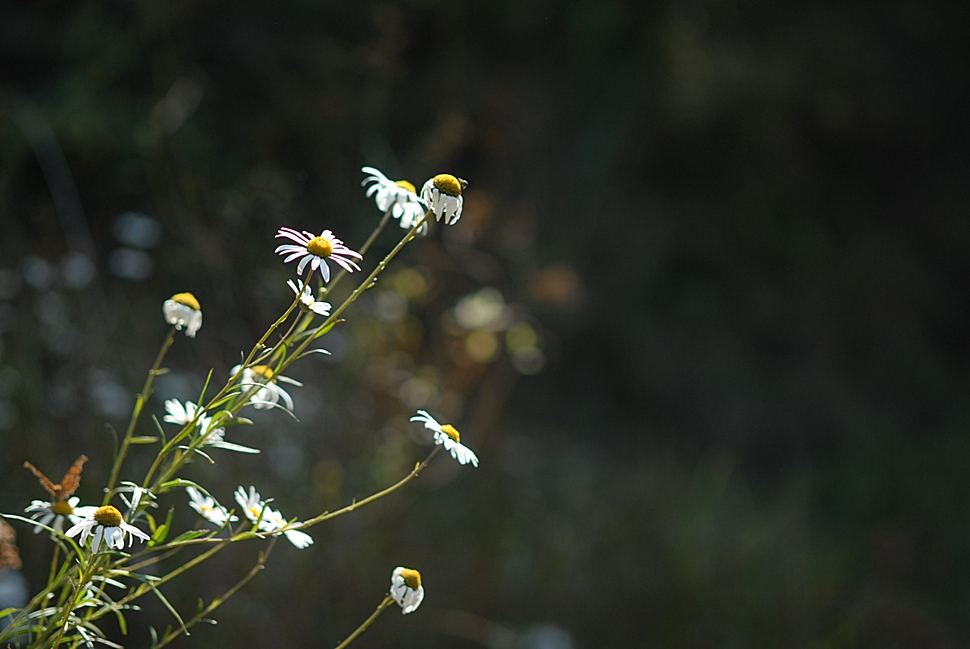 Leucanthemella linearis2.JPG