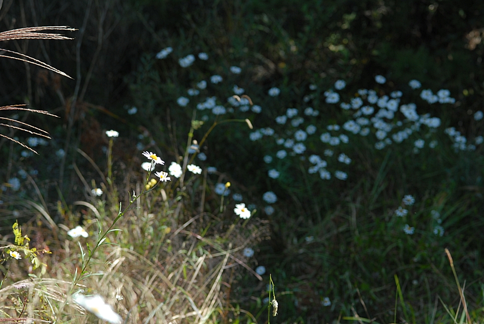 Leucanthemella linearis4.JPG
