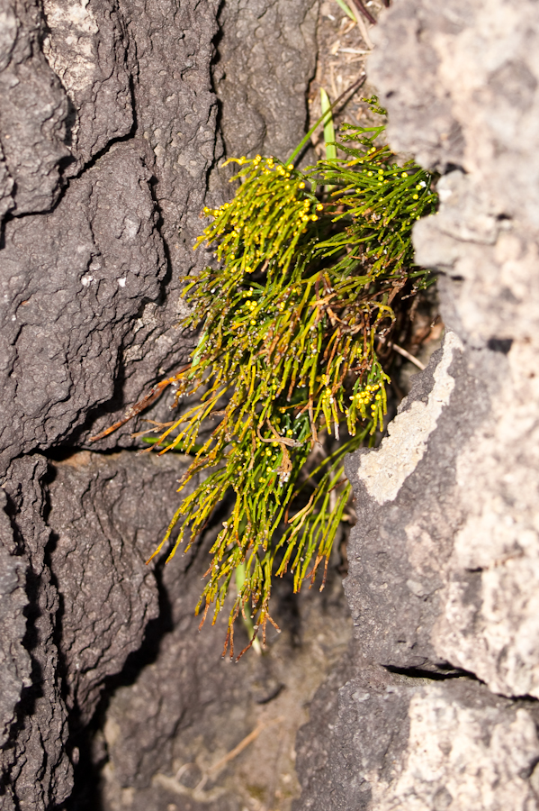 DSC04907.jpg