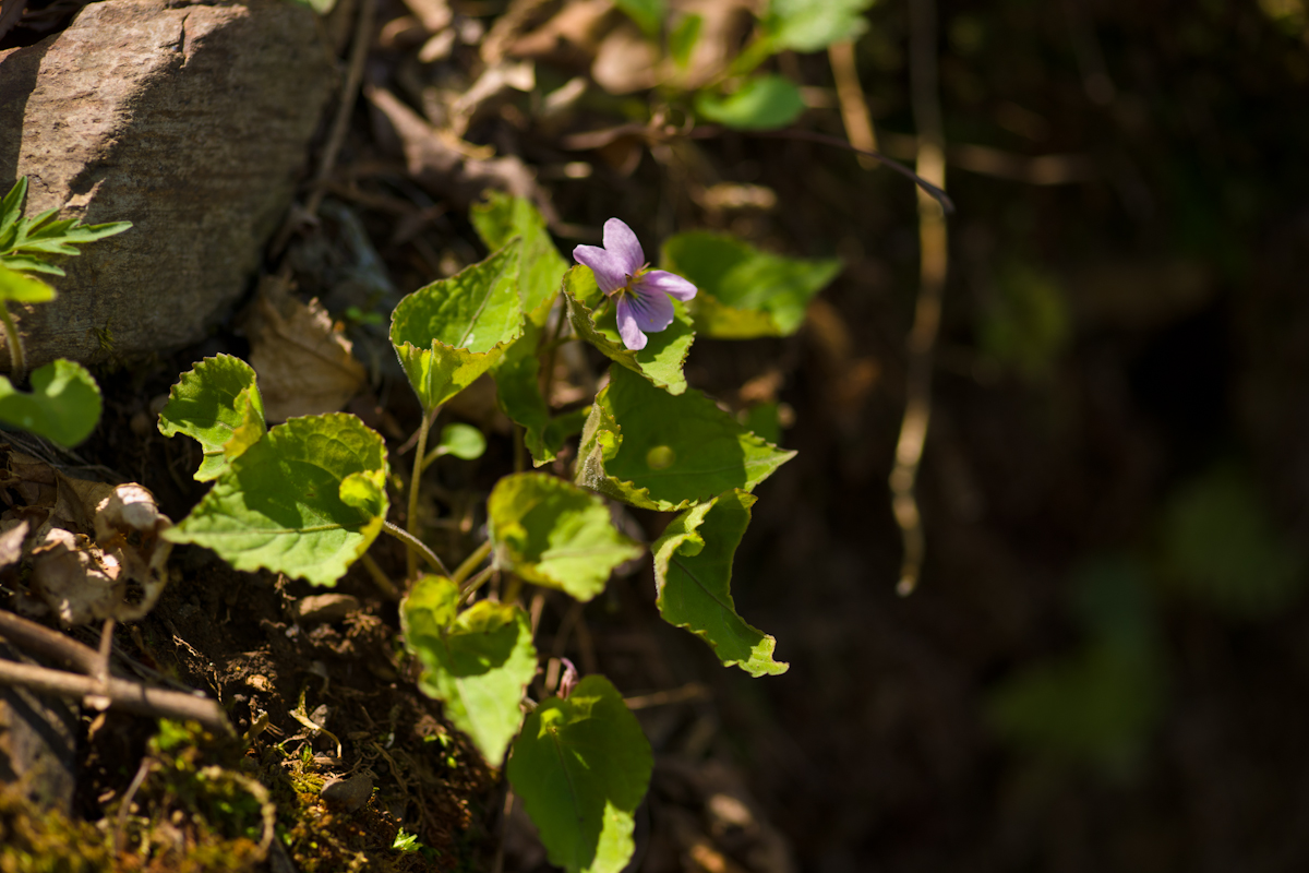 DSC02780.jpg