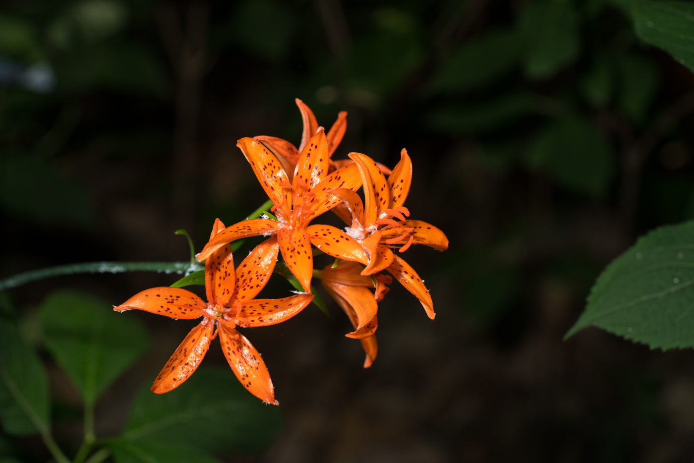 YDY02399.jpg
