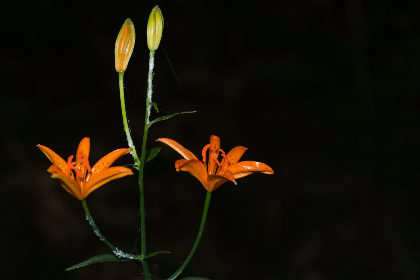 YDY02397.jpg