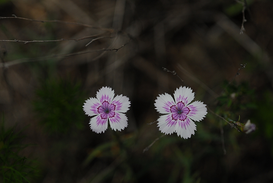 Dianthus chinensis3.JPG