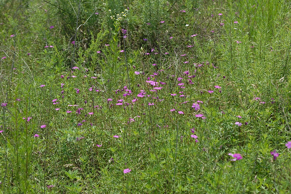 Dianthus chinensis4.JPG