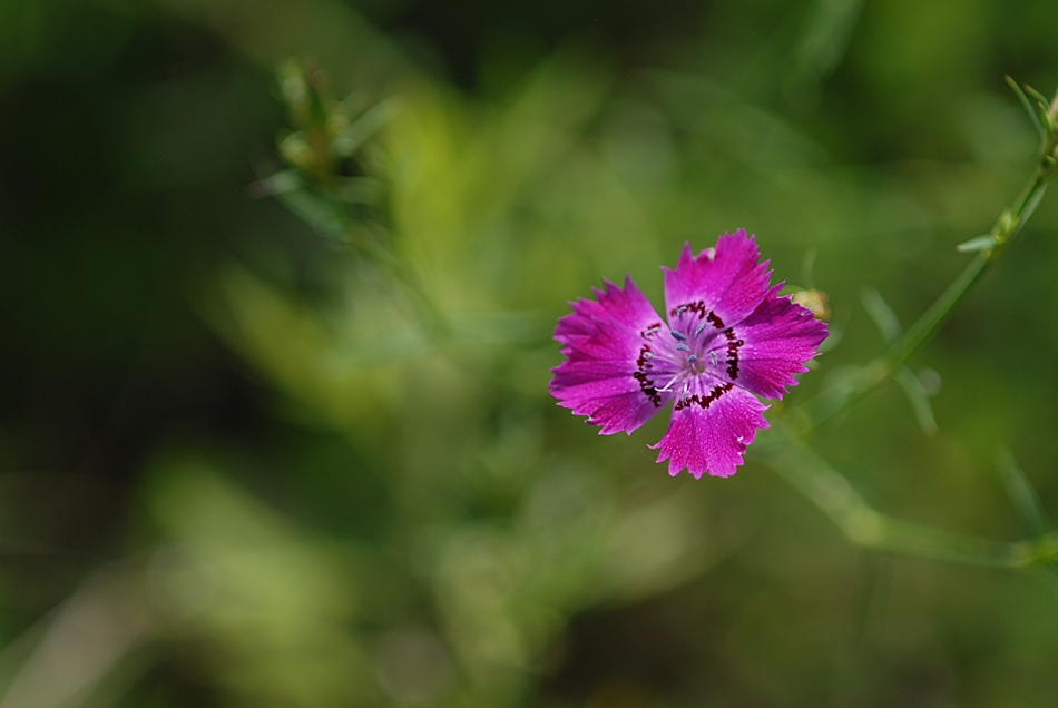 Dianthus chinensis2.JPG