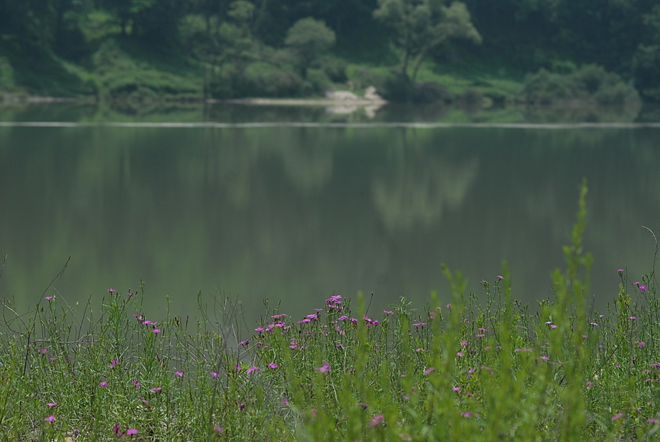 Dianthus chinensis1-1.JPG