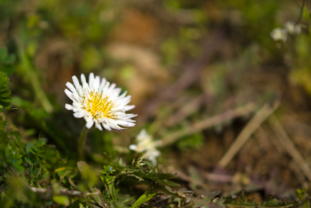 DSC03871-1.jpg
