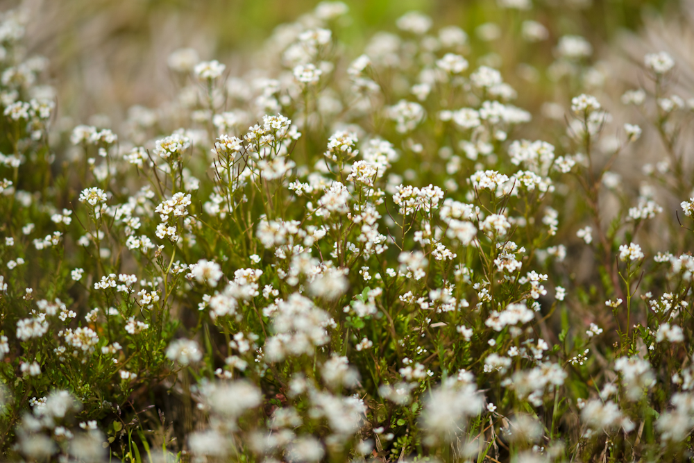 DSC03870-1.jpg