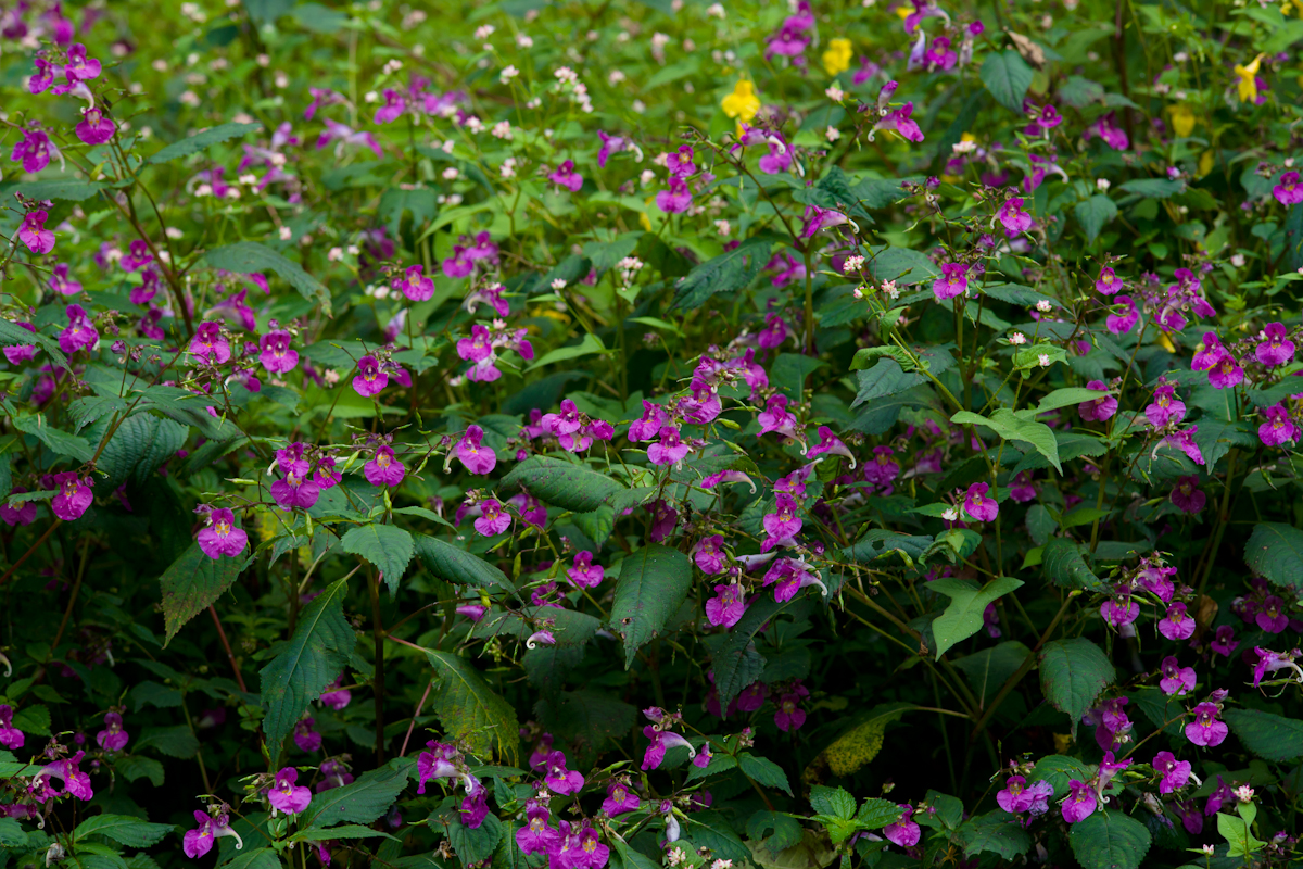 DSC05571.jpg