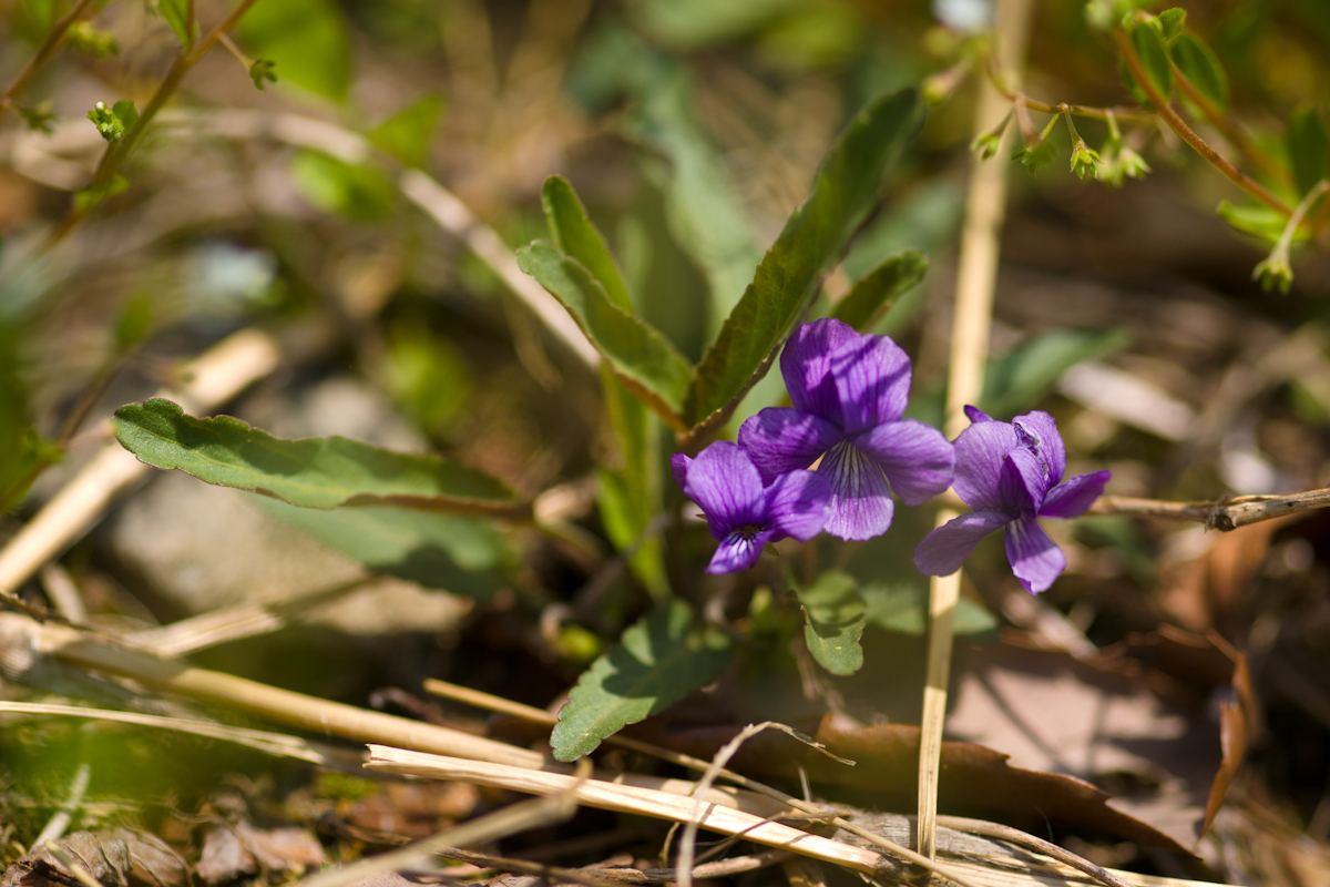 DSC02784.jpg