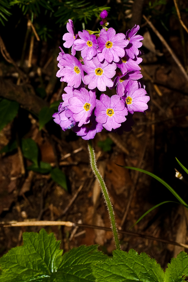 DSC04581.jpg