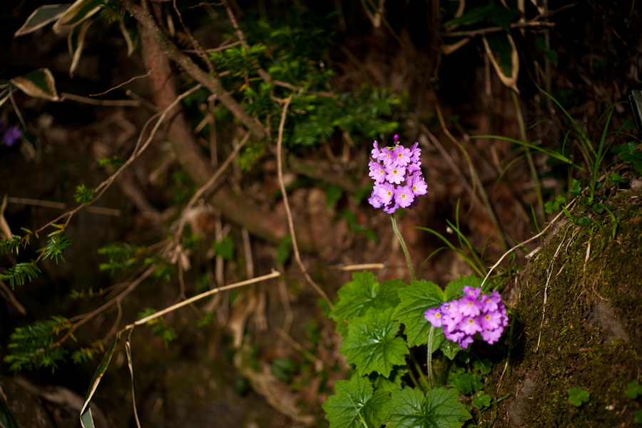 DSC04585.jpg