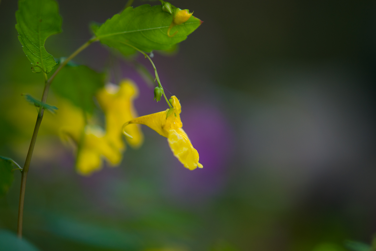 DSC05553.jpg
