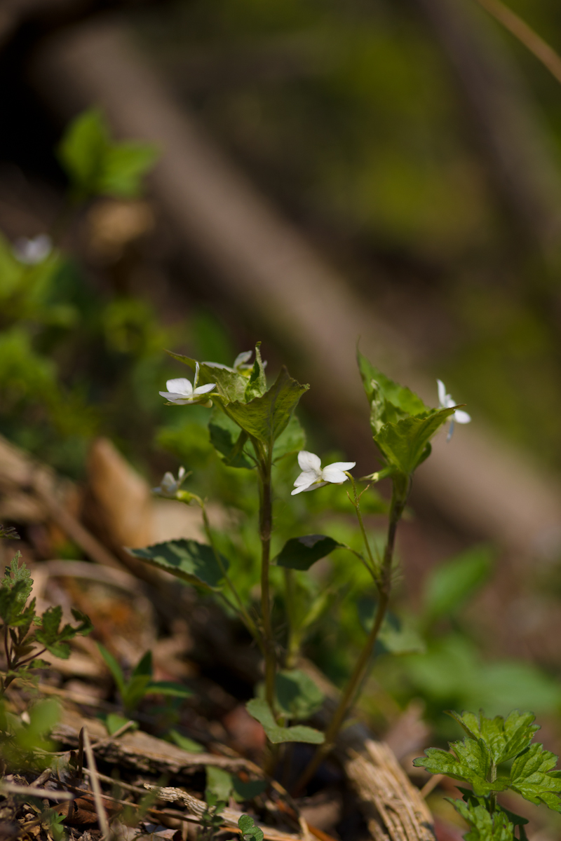 DSC02794.jpg
