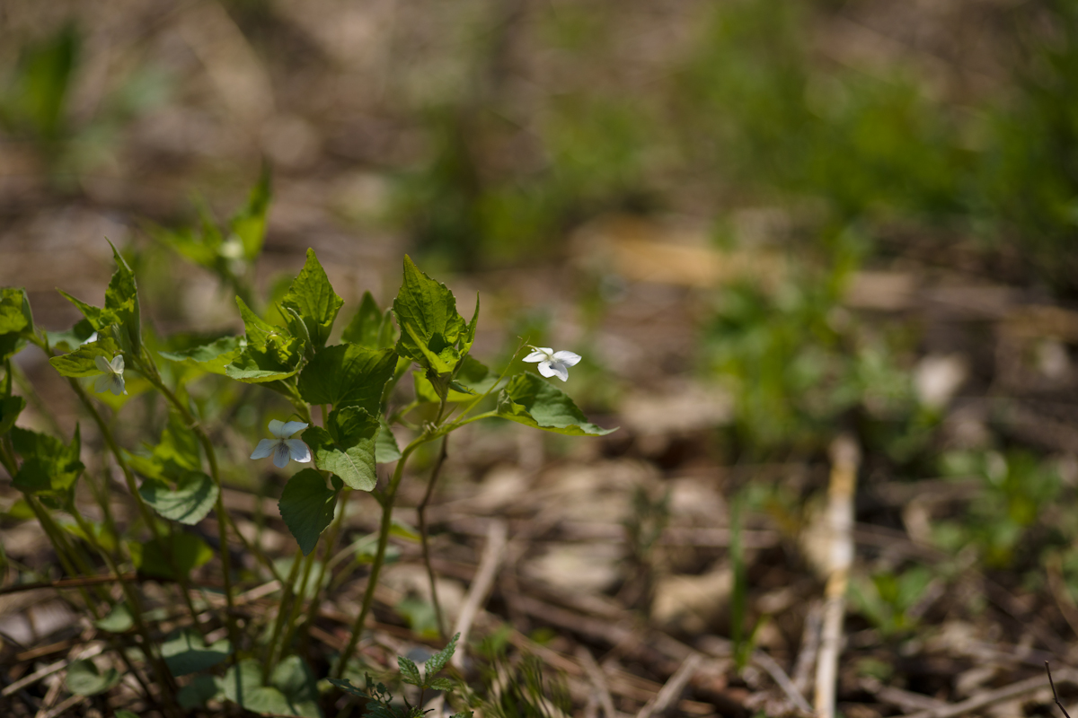 DSC02795.jpg