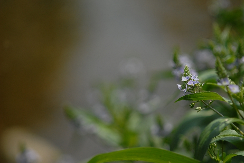 Veronica anagallisaquatica3.JPG
