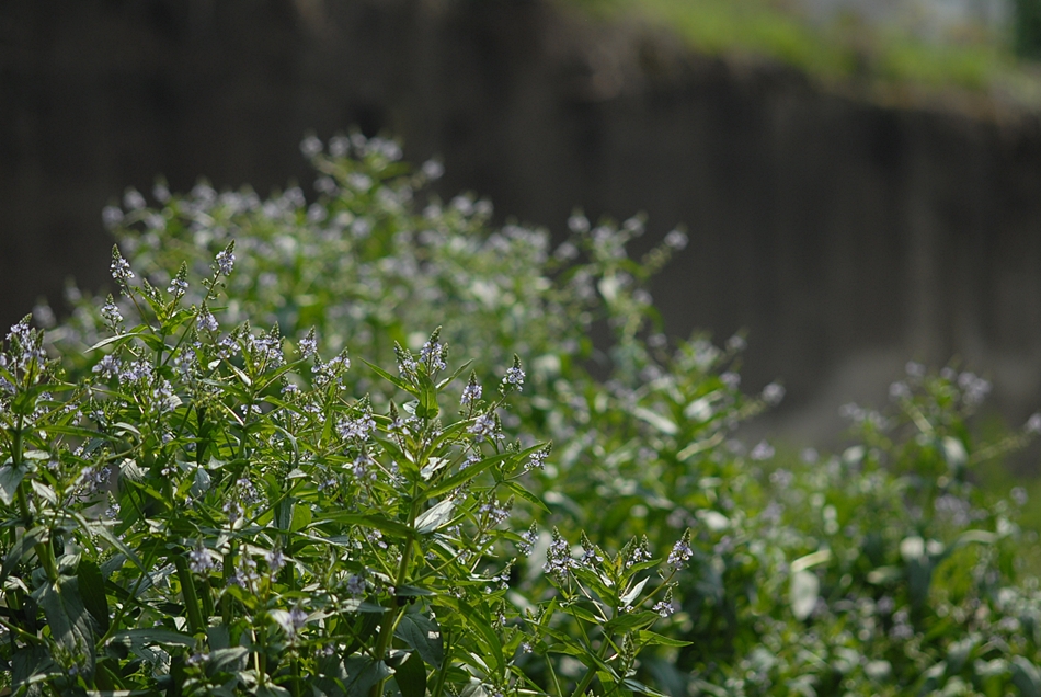 Veronica anagallisaquatica2.JPG