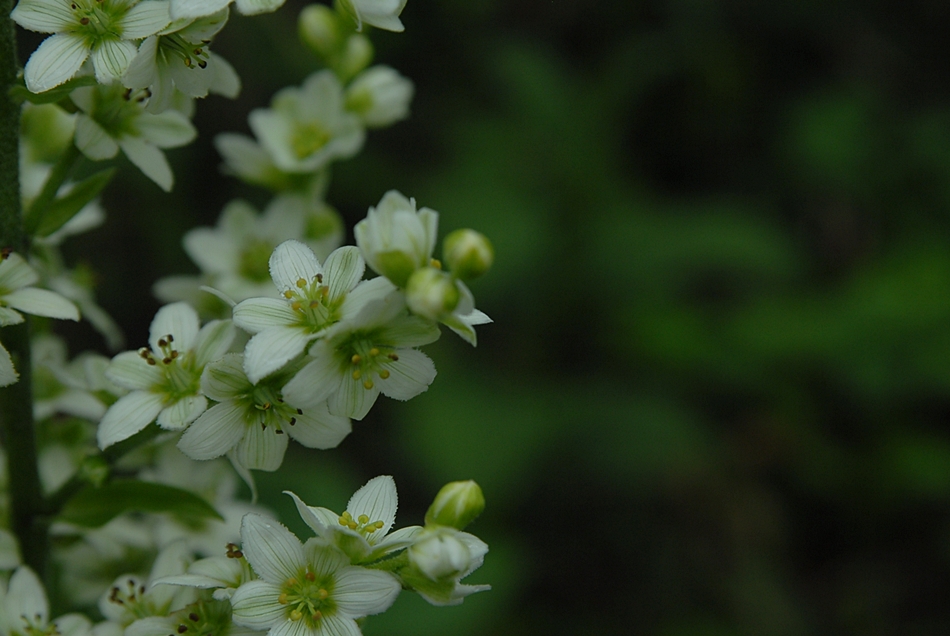 Veratrum oxysepalum1.JPG