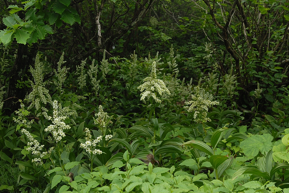 Veratrum oxysepalum2.JPG