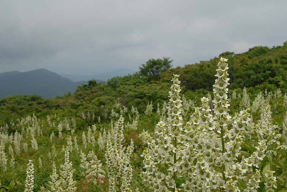 Veratrum oxysepalum4.JPG
